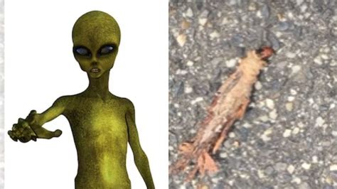 reddit alien|The UFO reddit.